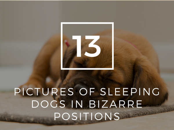 13 Pictures of Sleeping Dogs in Bizarre Positions