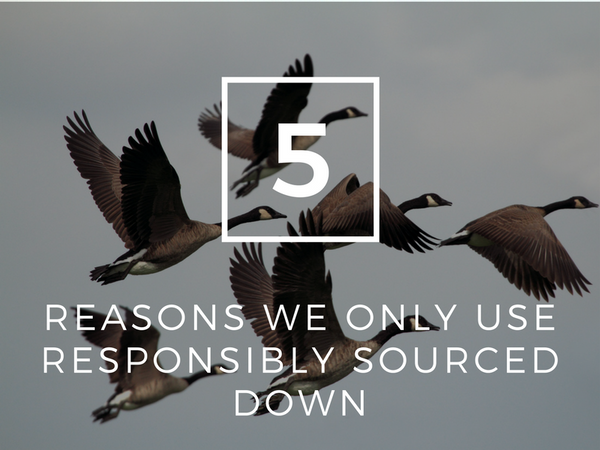 5 reasons we only use Responsibly Sourced Down (RDS)